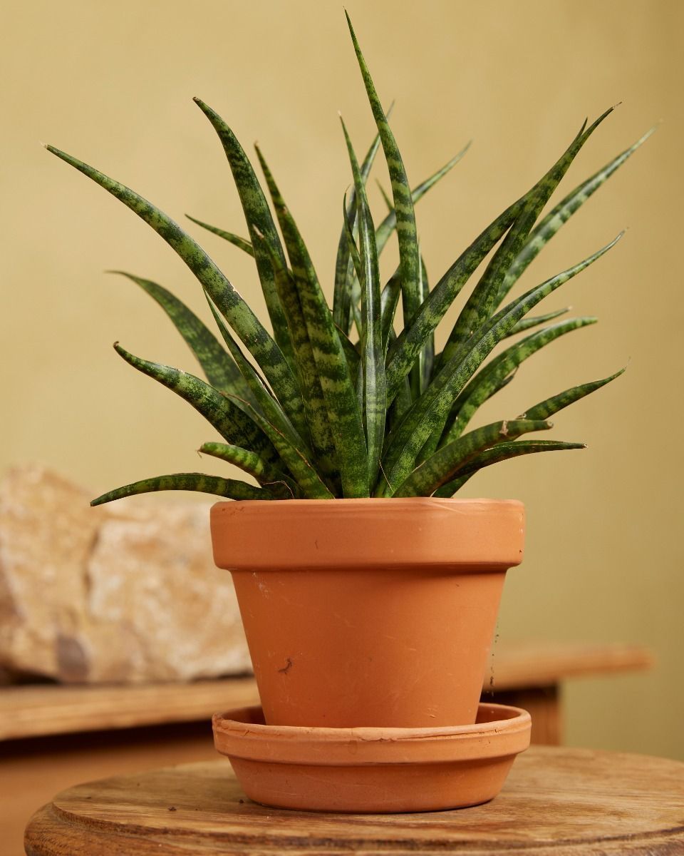 Baby Sansevieria Snake plant Fernwood Punk
