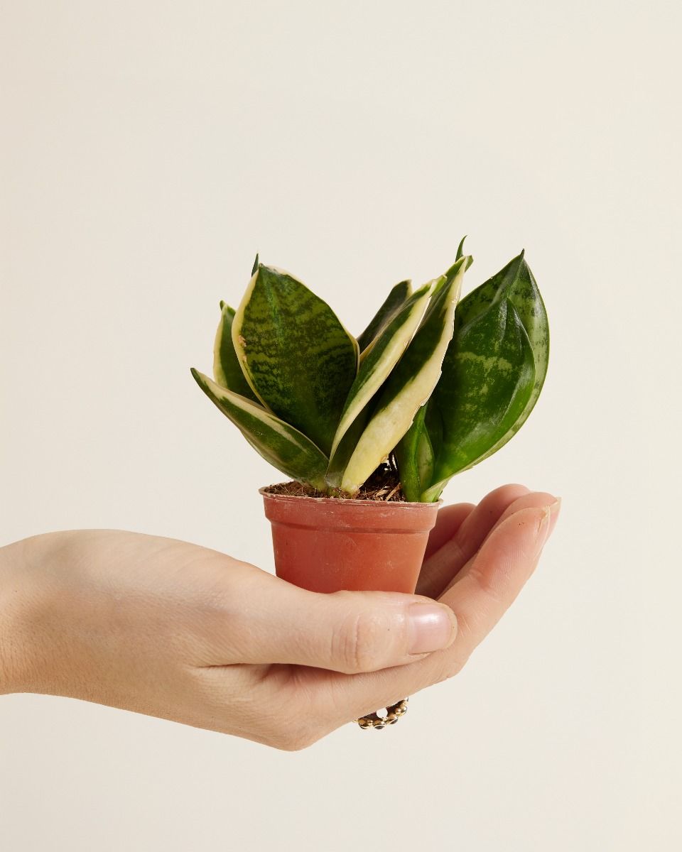 Baby Sansevieria Vrouwentong ‘Bird’s Nest’ Golden Edge Hahni