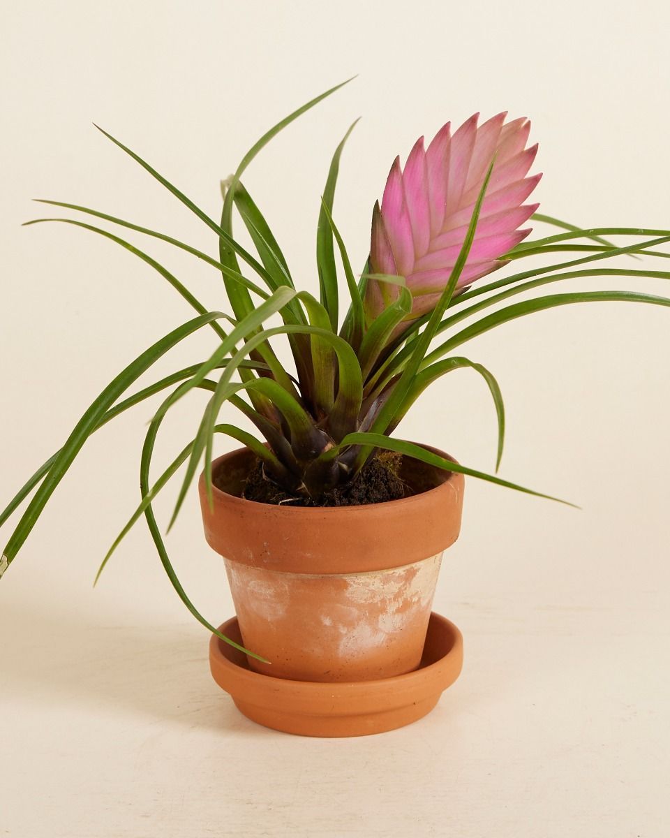 Baby Tillandsia Air plant Cyanea