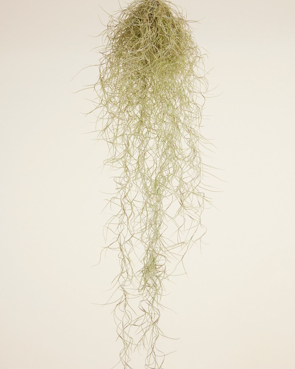 Bébé Tillandsia Mousse espagnole Usneoidus