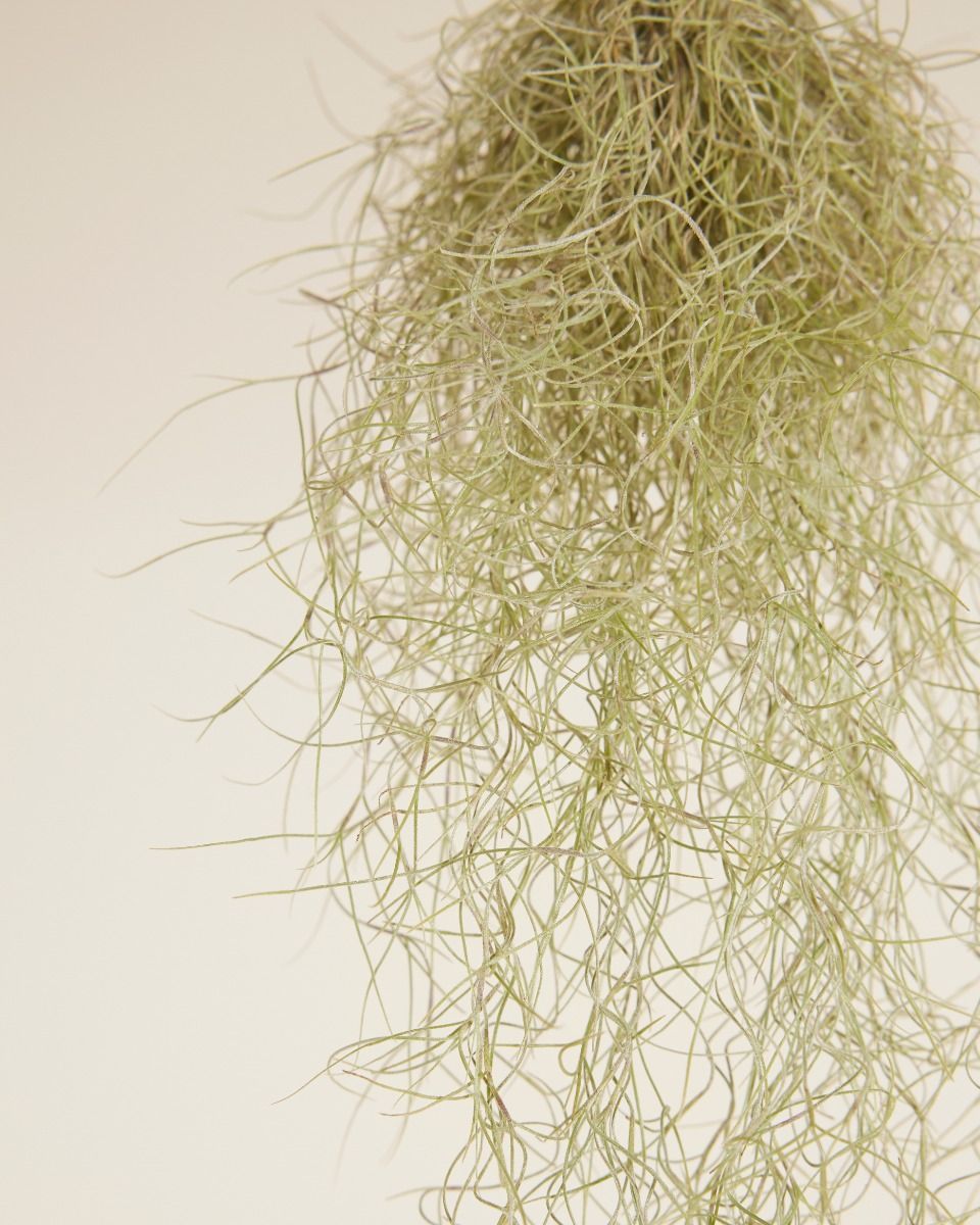 Baby Tillandsia Spanish Moss Usneoidus