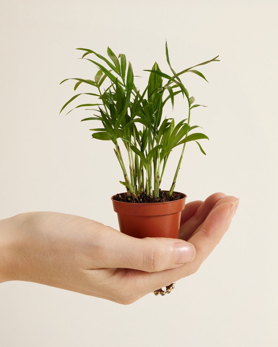 Baby Chamaedorea Elegans