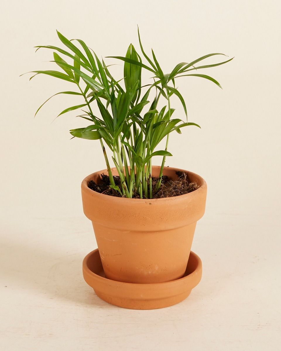 Baby Chamaedorea Elegans