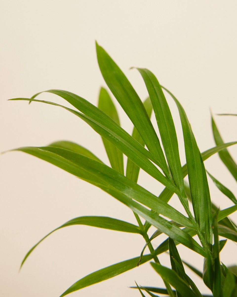 Baby Chamaedorea Elegans