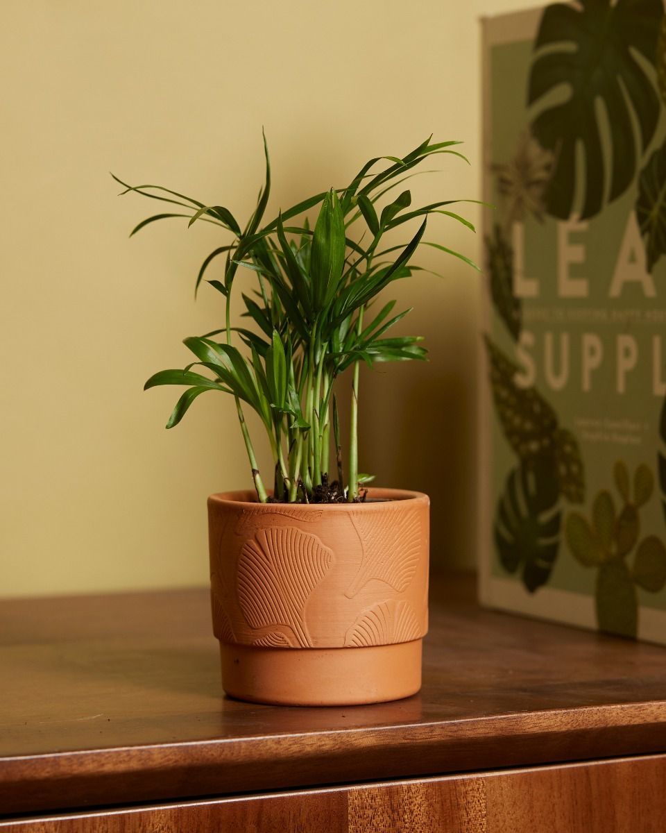 Bébé Chamaedorea Elegans