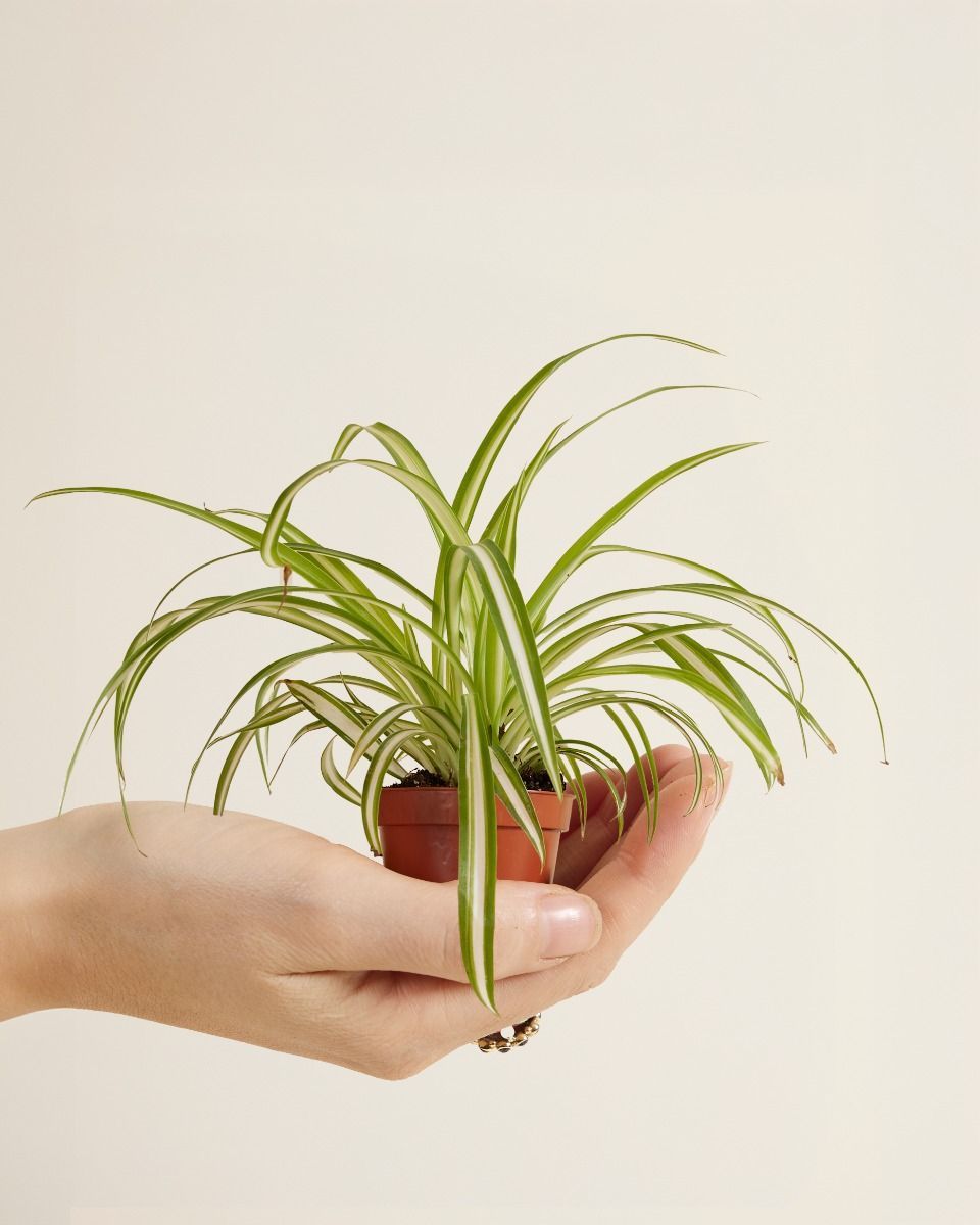 Baby Chlorophytum Comosum Variegatum