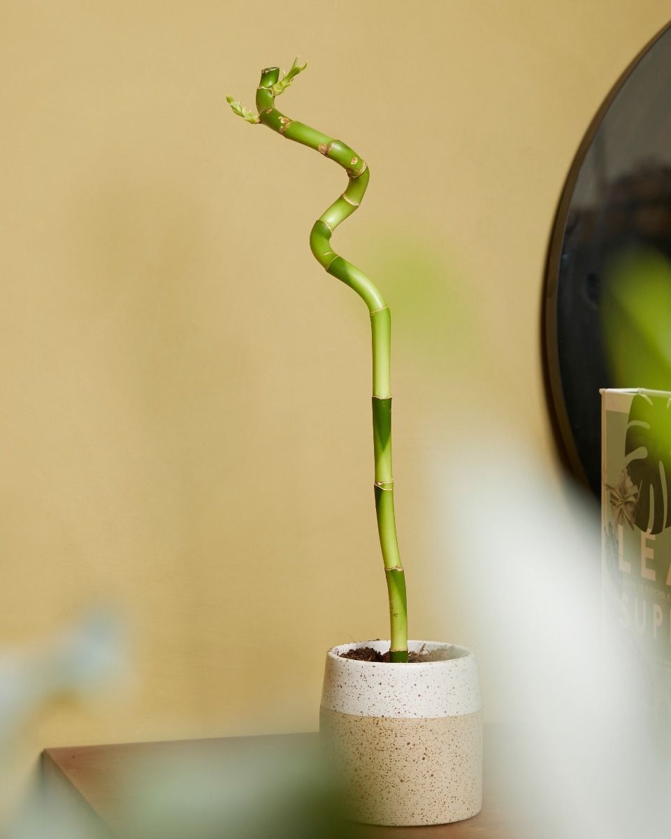 Baby Dracaena Lucky Bamboo Sanderiana