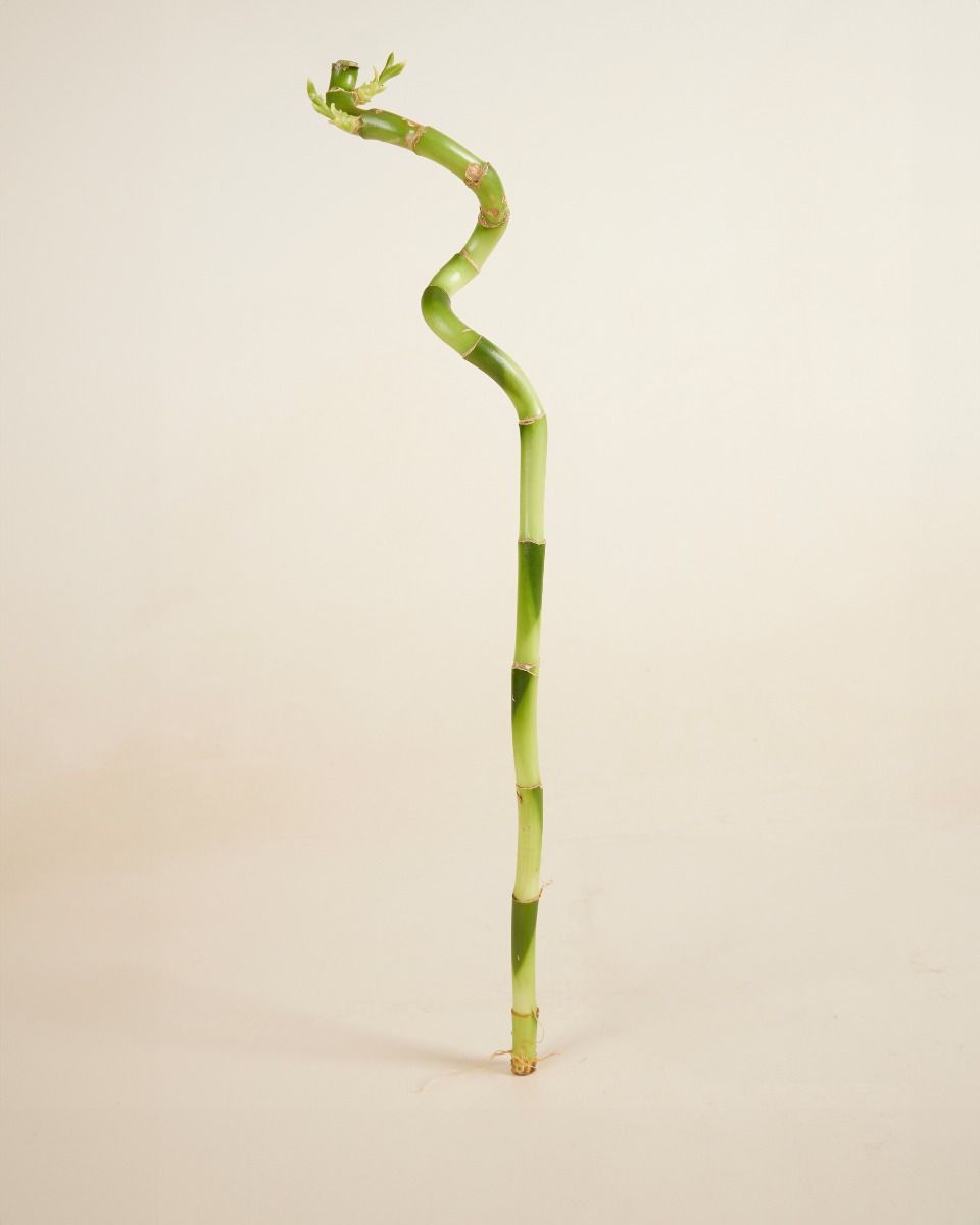 Baby Dracaena Bambù della Fortuna Sanderiana