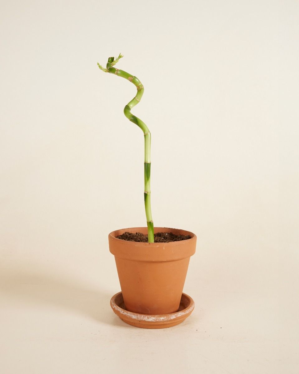 Baby Dracaena Bambù della Fortuna Sanderiana