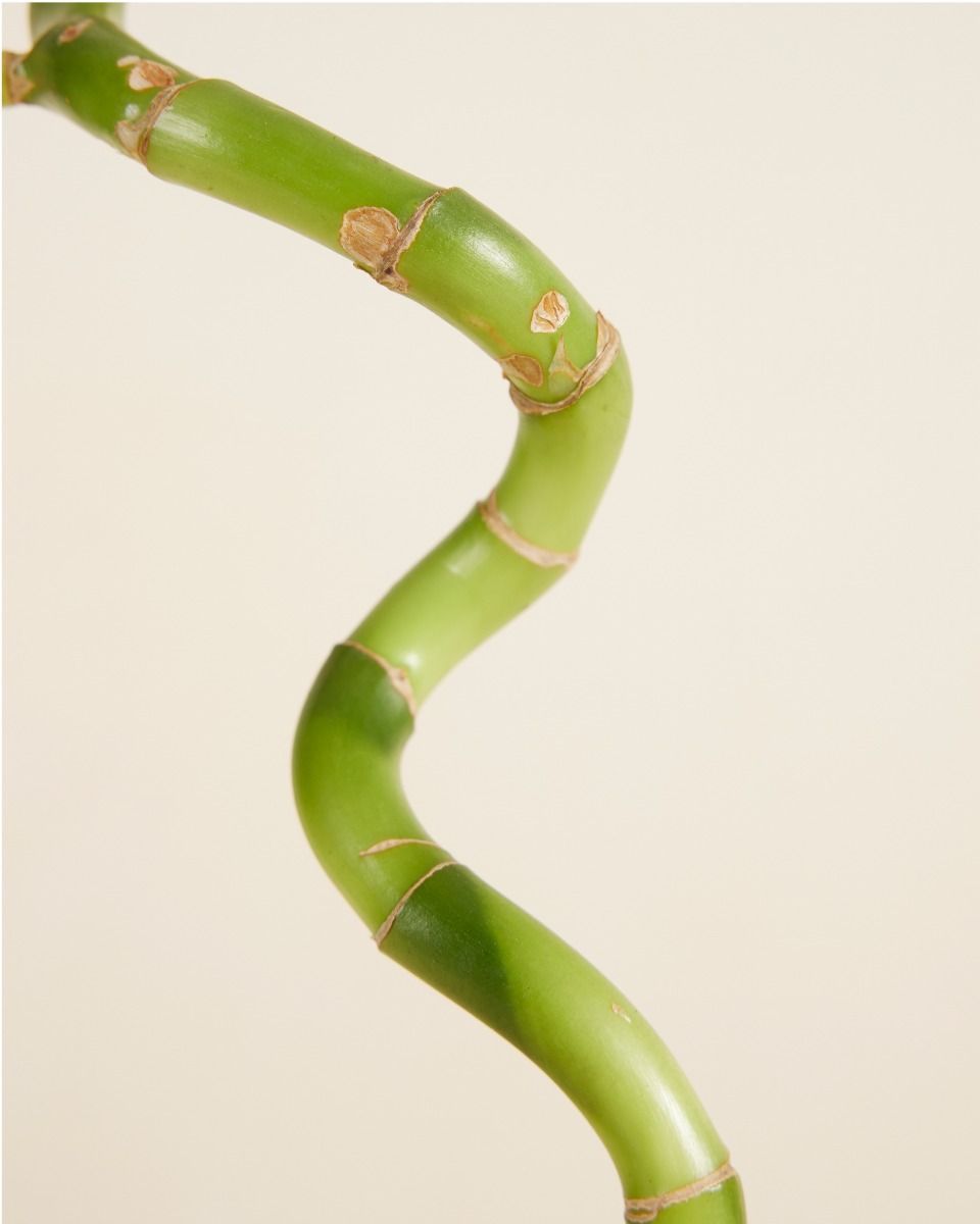 Baby Dracaena Bambù della Fortuna Sanderiana