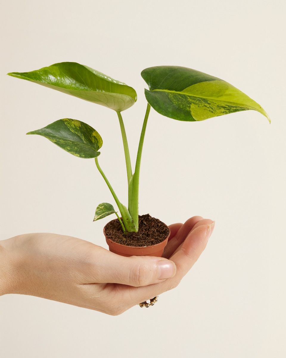 Baby Monstera Monstera variegata Deliciosa Aurea