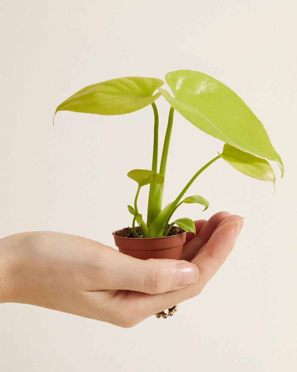 Baby Monstera Swiss Cheese Plant Deliciosa Golden