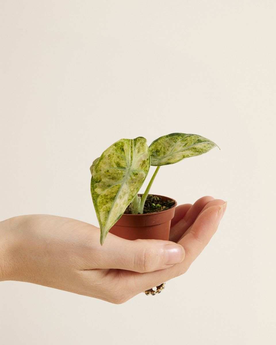 Bébé Alocasia Elephant Ear Ninja Tricolor