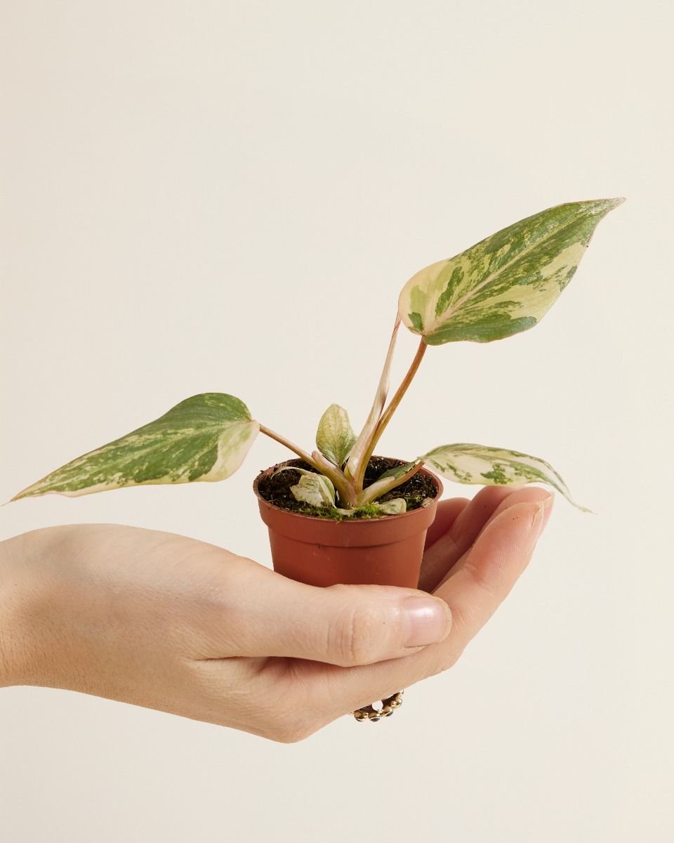 Baby Philodendron Velvet Leaf Philodendron Gloriosum Variegata