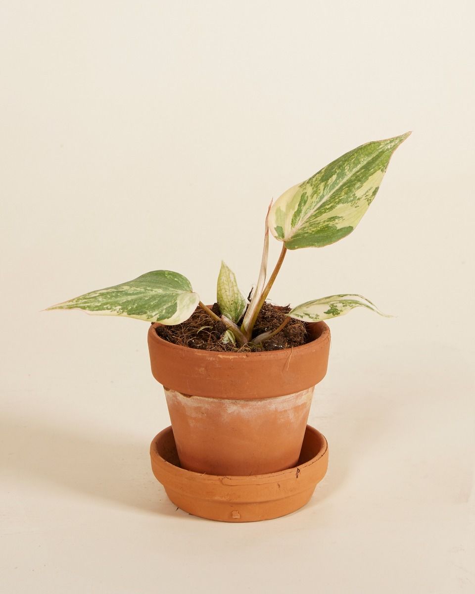 Bébé Philodendron Velvet Leaf Philodendron Gloriosum Variegata