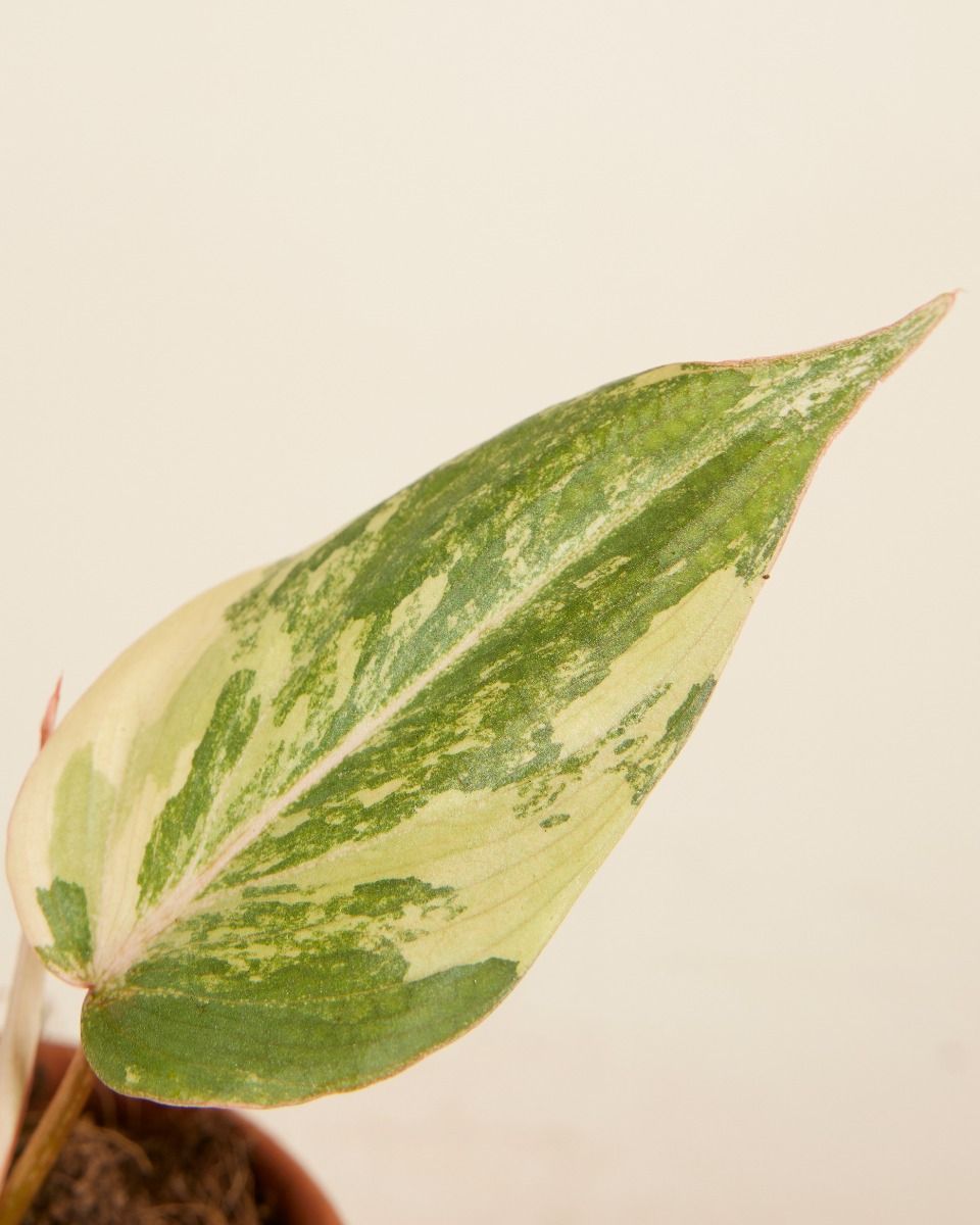 Bébé Philodendron Velvet Leaf Philodendron Gloriosum Variegata