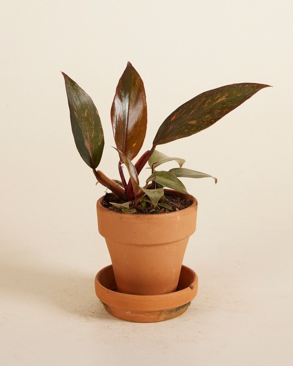 Baby Philodendron Orange Leaf Philodendron Orange Princess Variegata