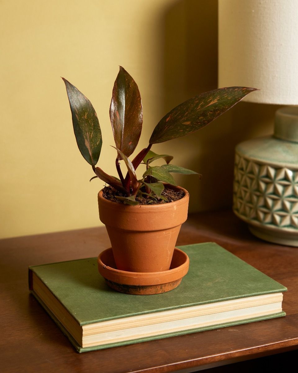 Baby Philodendron Orange Leaf Philodendron Orange Princess Variegata