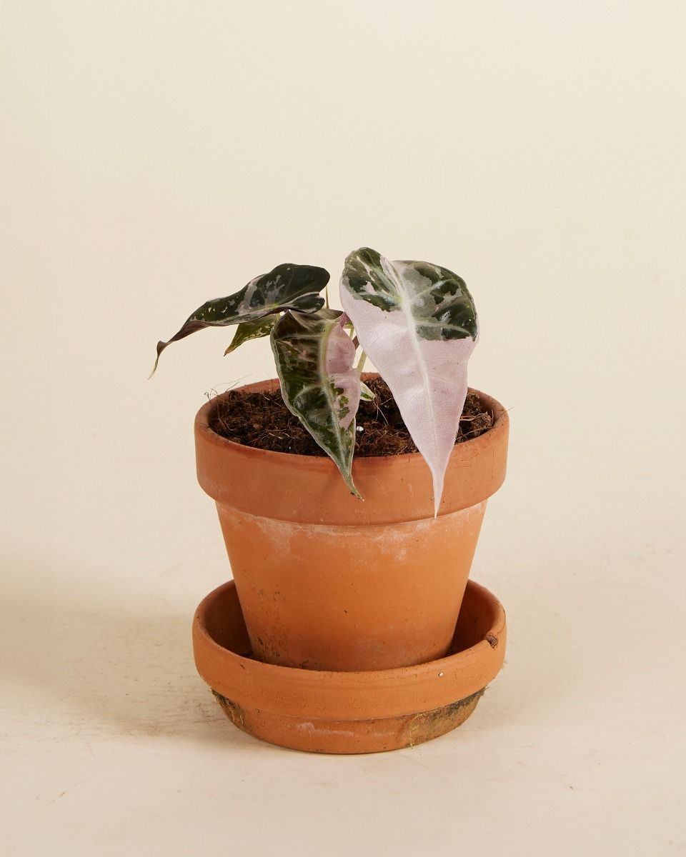 Baby Alocasia Dwarf Elephant Ear Bambino Pink