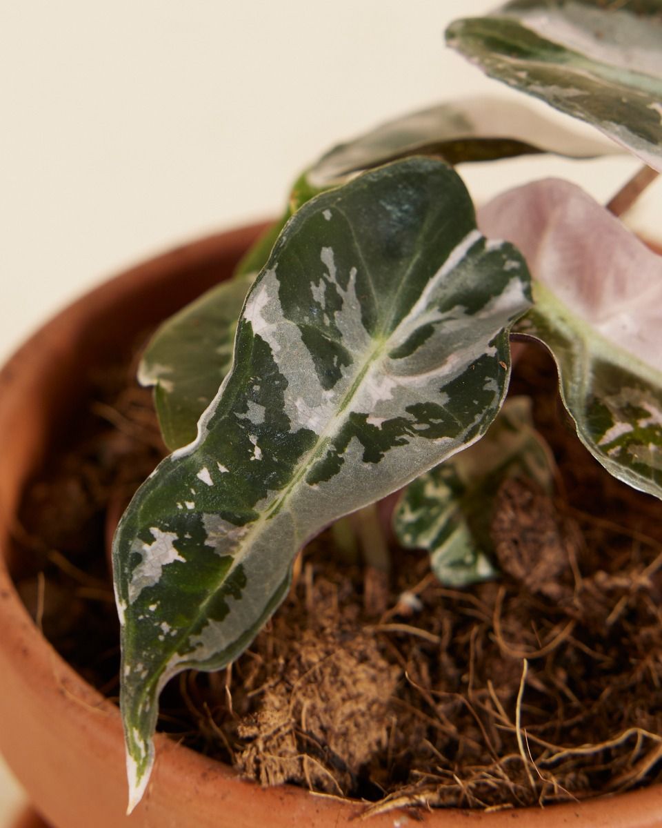 Baby Alocasia Dwarf Elephant Ear Bambino Pink
