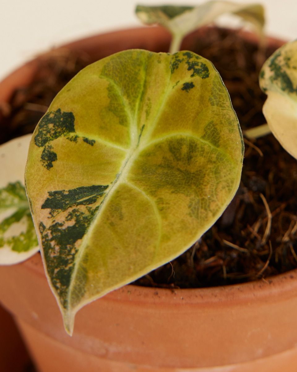 Bébé Alocasia Oreille d’Éléphant Velours Noir Black Velvet Aurea