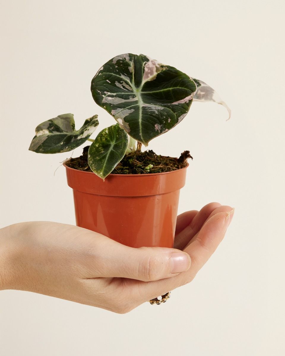 Baby Alocasia Pink Elephant Ear Black Velvet Pink