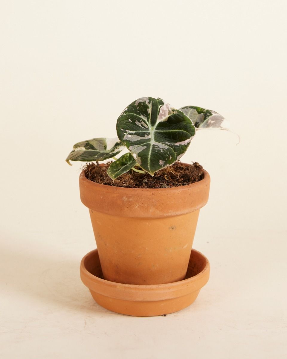 Baby Alocasia Orecchio d’Elefante Rosa Black Velvet Pink