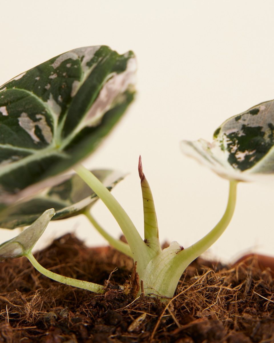 Baby Alocasia Orecchio d’Elefante Rosa Black Velvet Pink