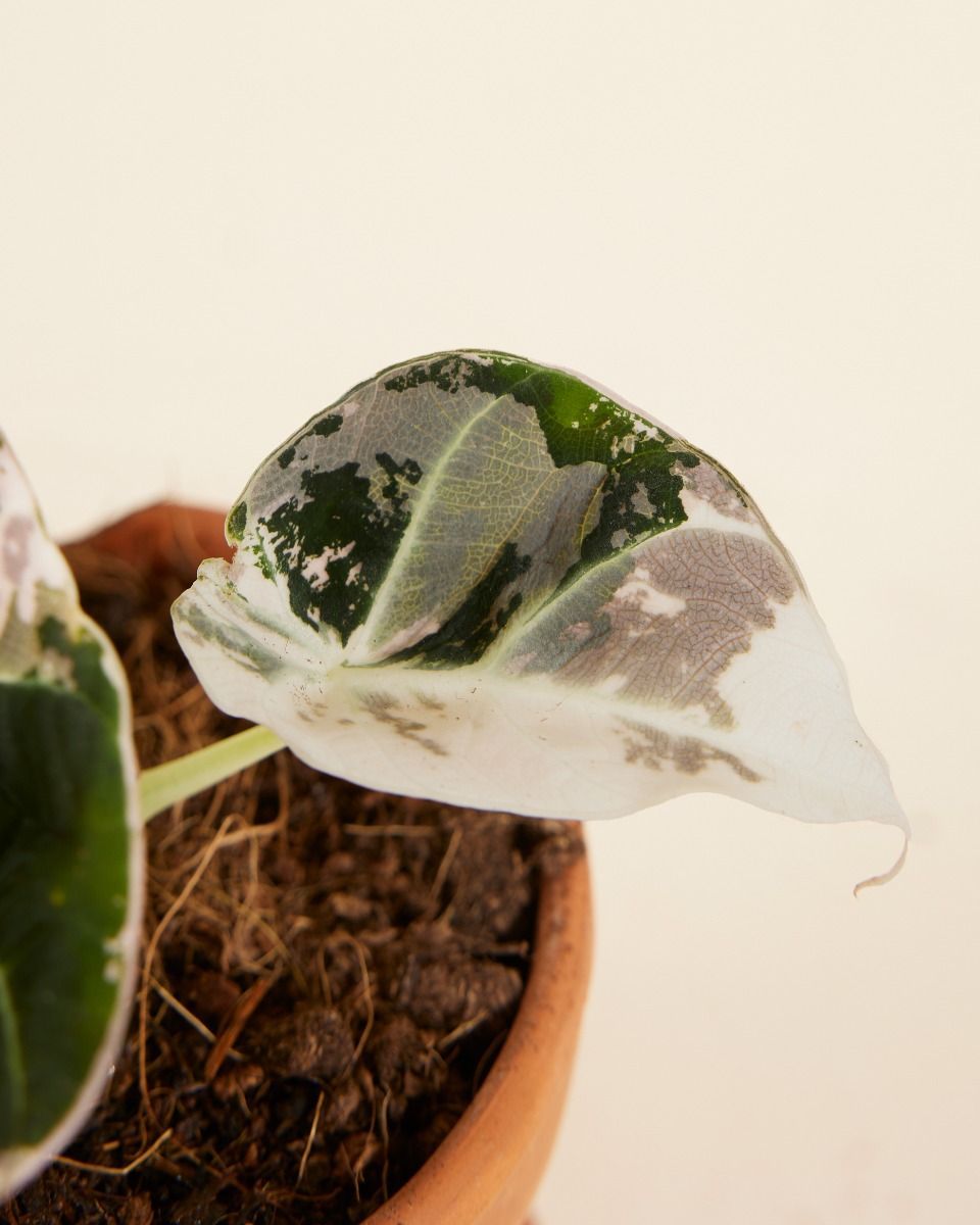 Baby Alocasia Orecchio d’Elefante Rosa Black Velvet Pink