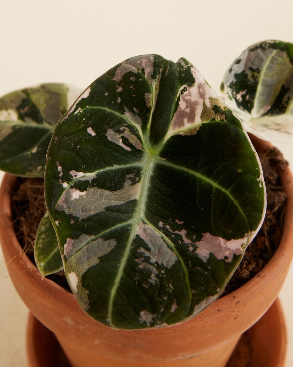 Baby Alocasia Orecchio d’Elefante Rosa Black Velvet Pink