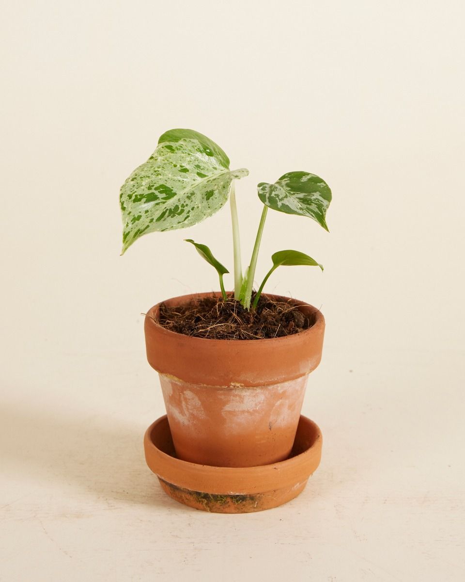Baby Monstera Pianta del Formaggio Svizzero Bulbasaur