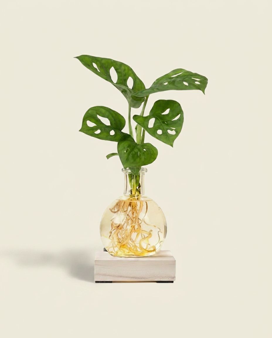 Baby Monstera Swiss Cheese plant Adansonii + LED