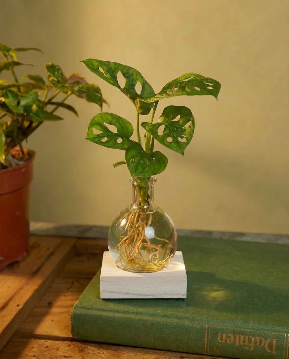 Bebé Monstera Swiss Cheese plant Adansonii + LED