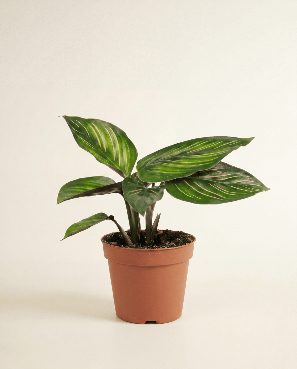 Bébé Calathea Plante paon Mieli