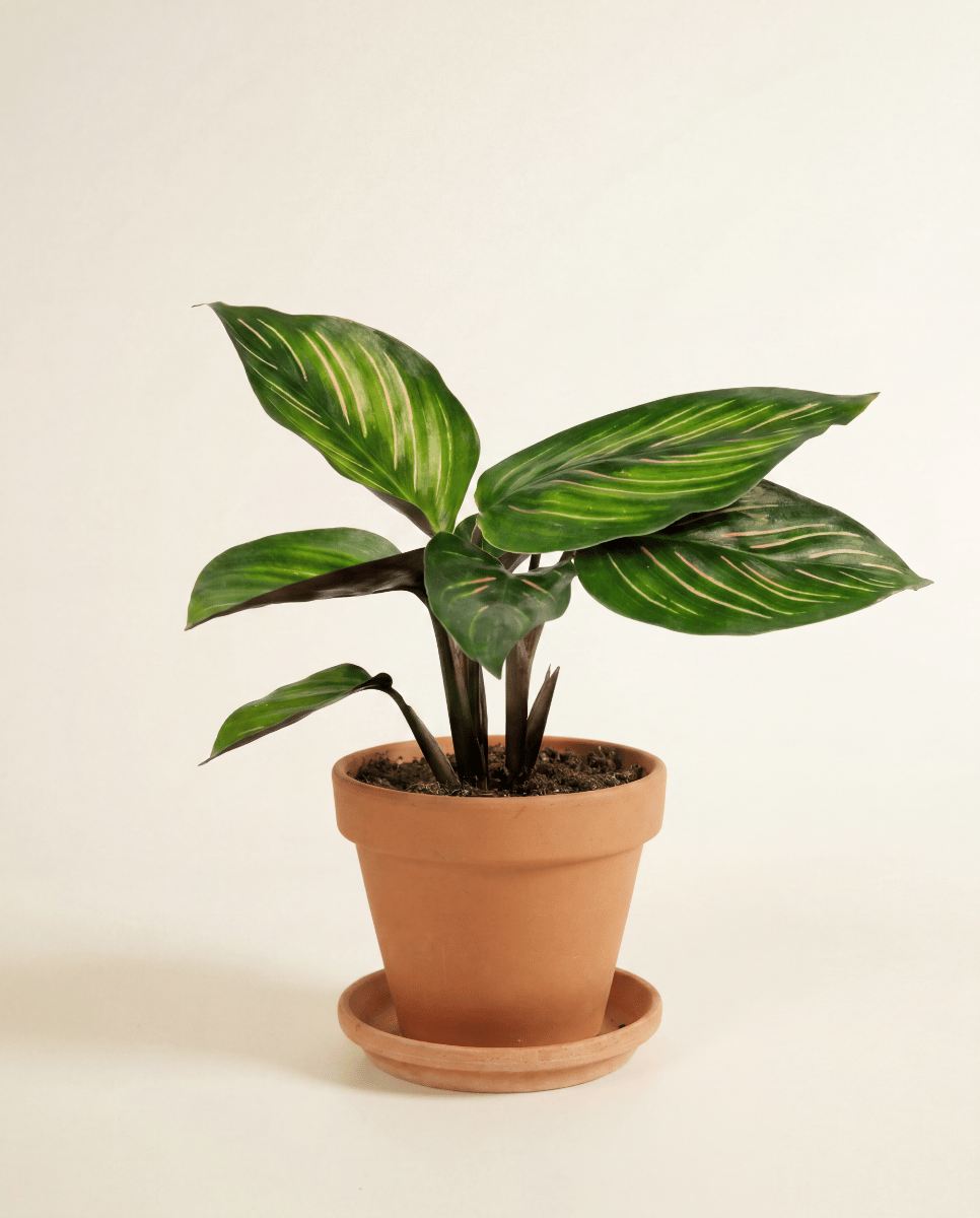 Bebé Calathea Planta de la oración Mieli