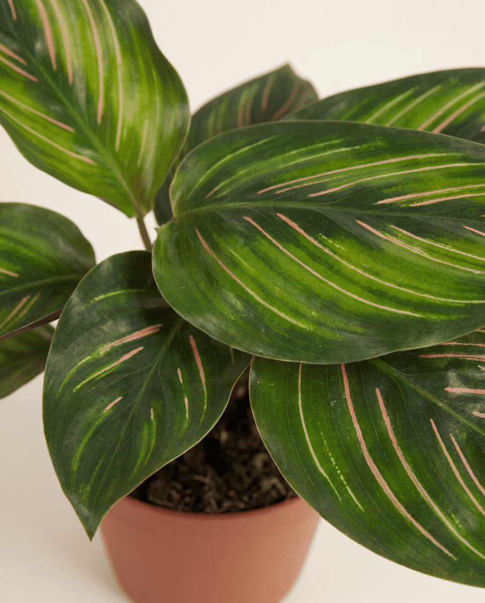 Bebé Calathea Planta de la oración Mieli