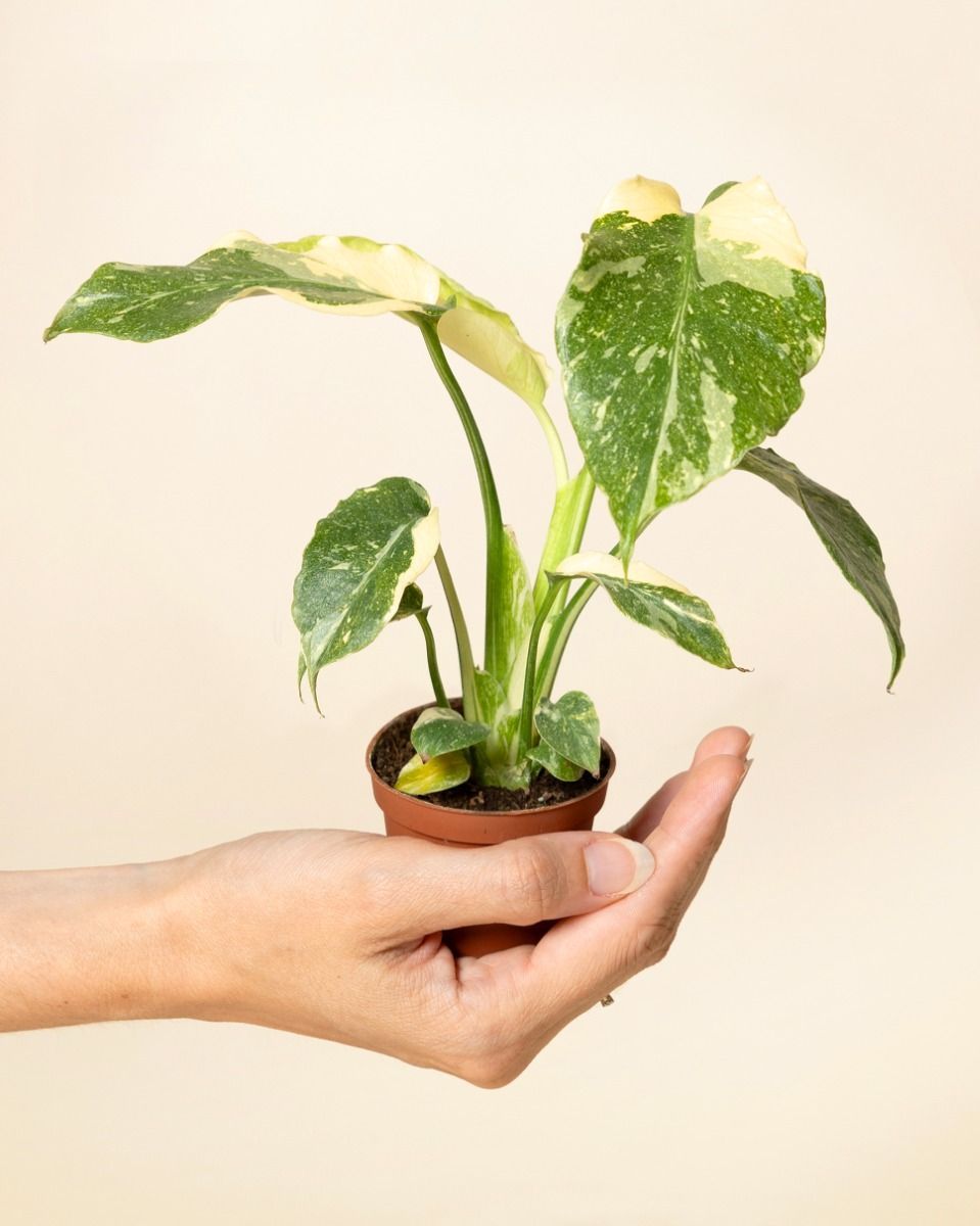 Baby Monstera Swiss Cheese plant Thai Constellation NoID