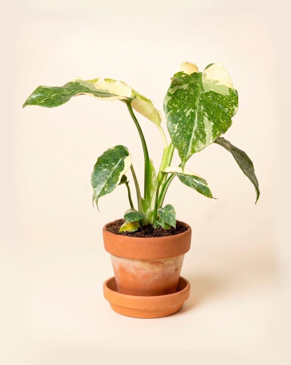 Baby Monstera Fensterblatt Thai Constellation NoID
