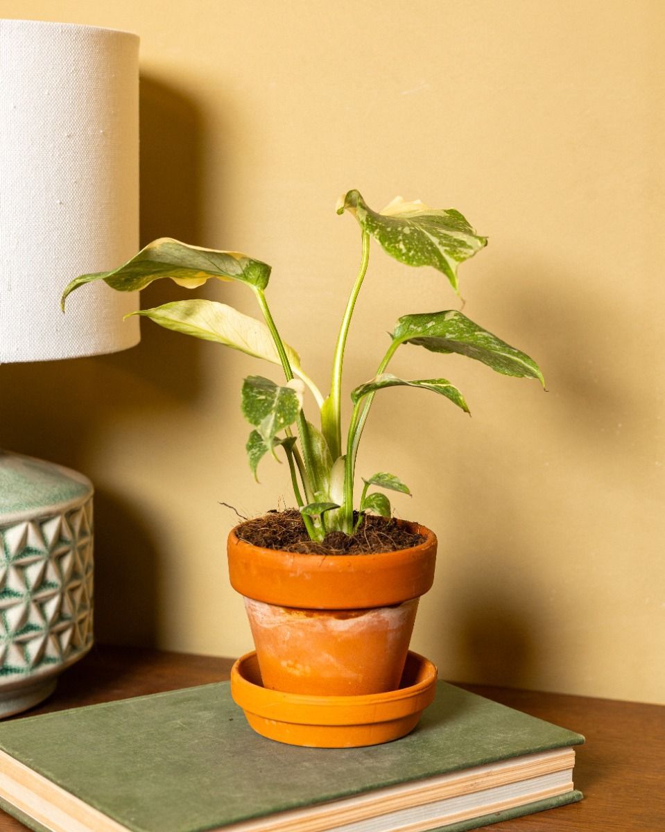 Baby Monstera Fensterblatt Thai Constellation NoID