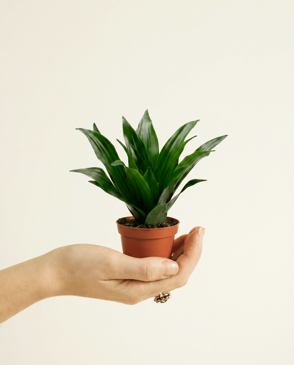 Baby Dracaena Dragon tree Janet Craig