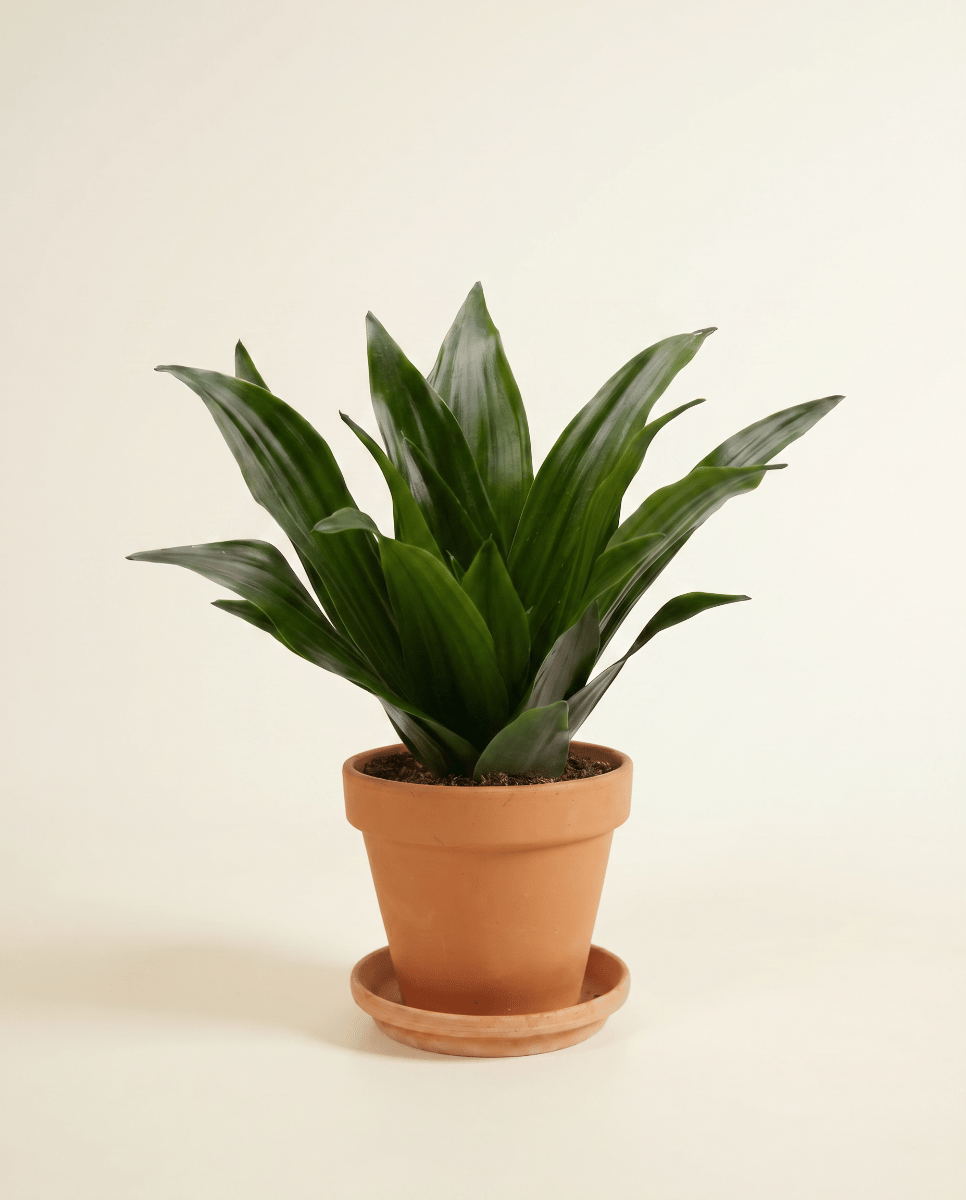 Baby Dracaena Drakenbloedboom Janet Craig