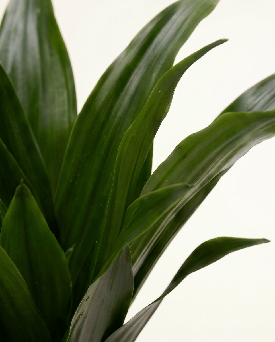Baby Dracaena Drakenbloedboom Janet Craig