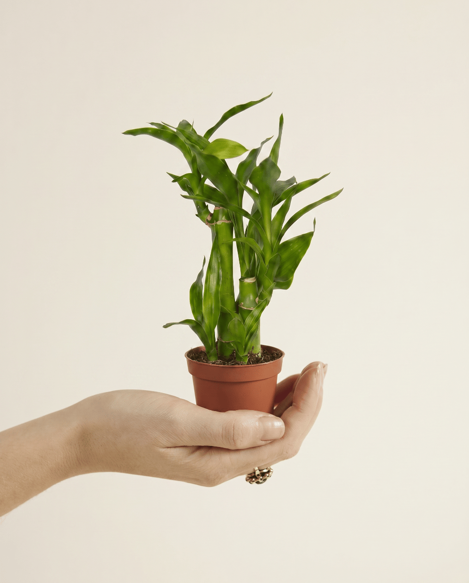 Baby Dracaena Drakenbloedboom Sanderiana