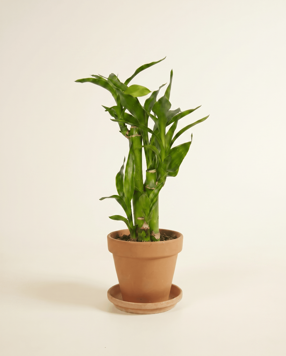 Baby Dracaena Dragon tree Sanderiana