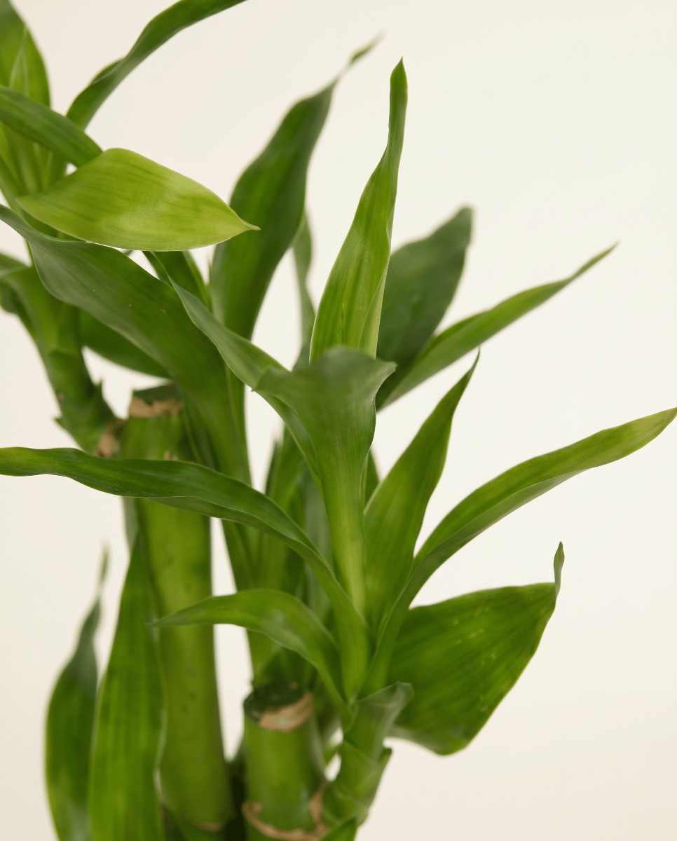 Baby Dracaena Dragon tree Sanderiana