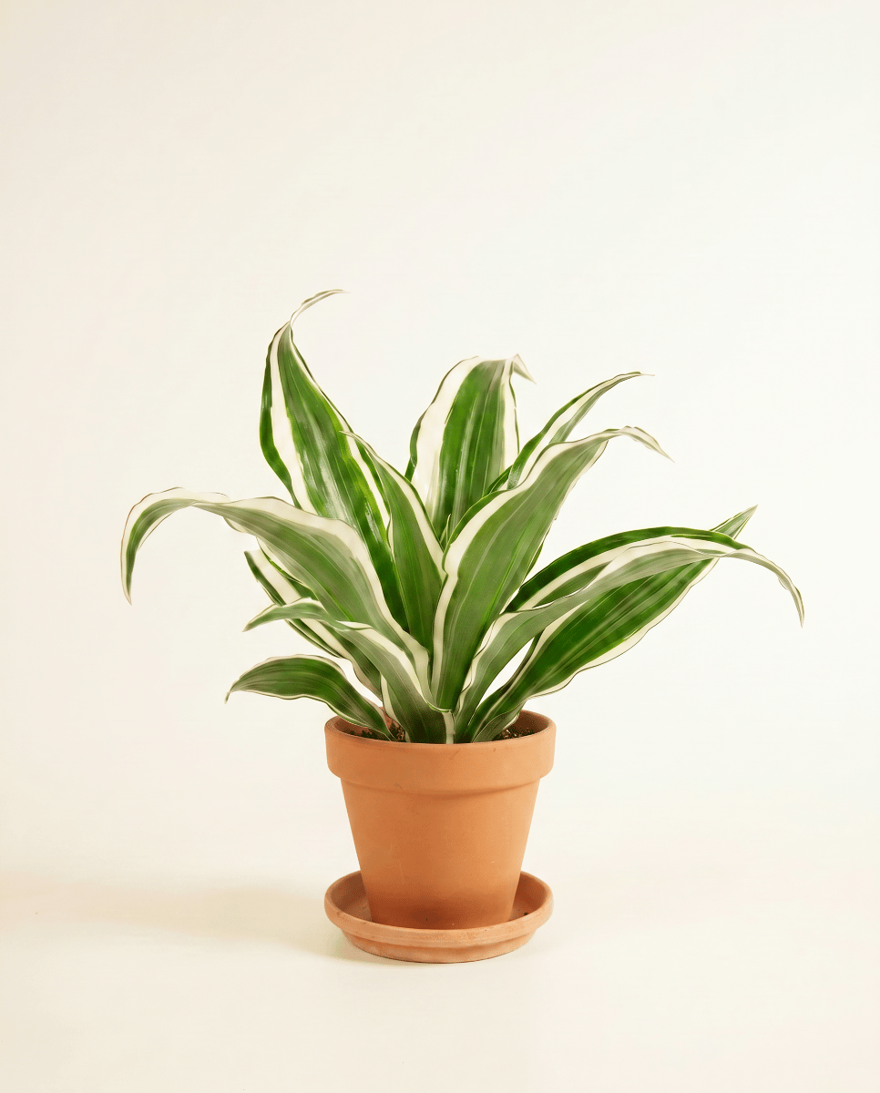 Bébé Dracaena Arbre dragon White Jewel