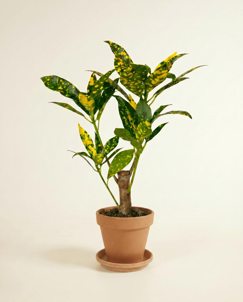 Baby Codiaeum Croton Variegatum Aucubaefolia