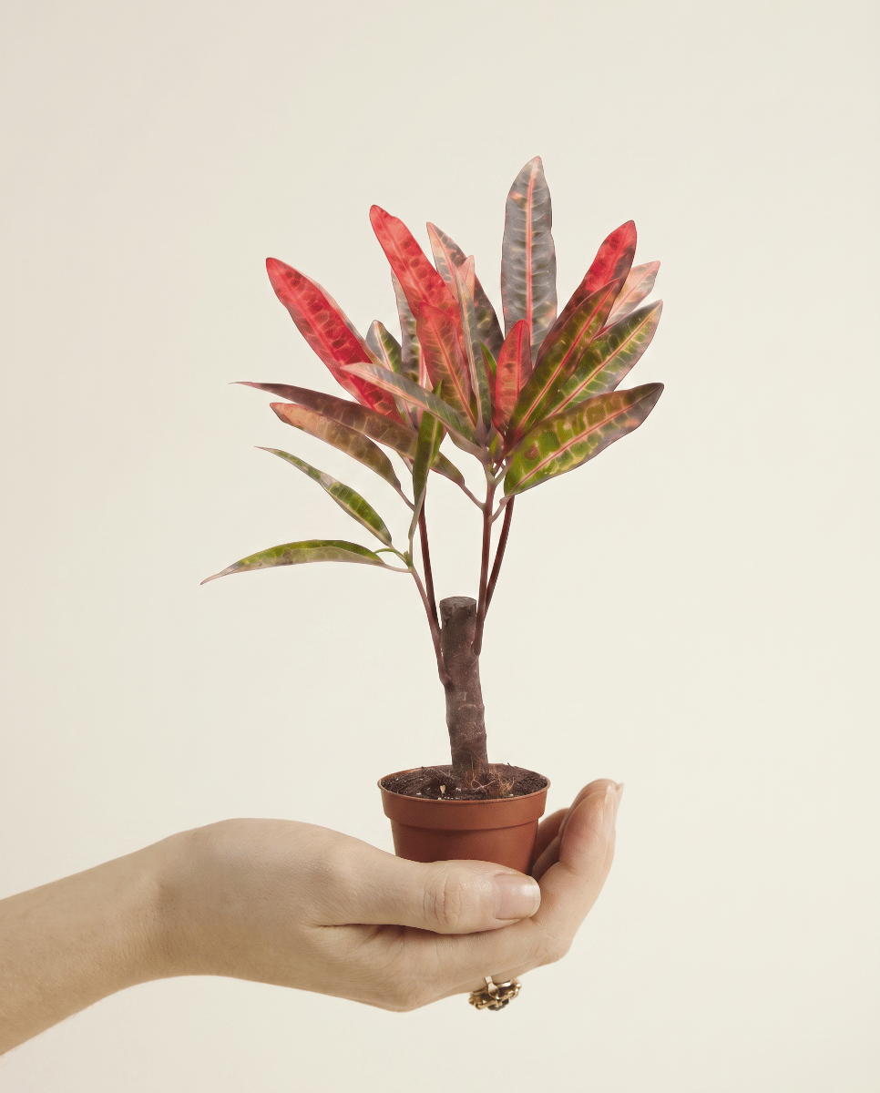 Bébé Codiaeum Croton Variegatum Excellent