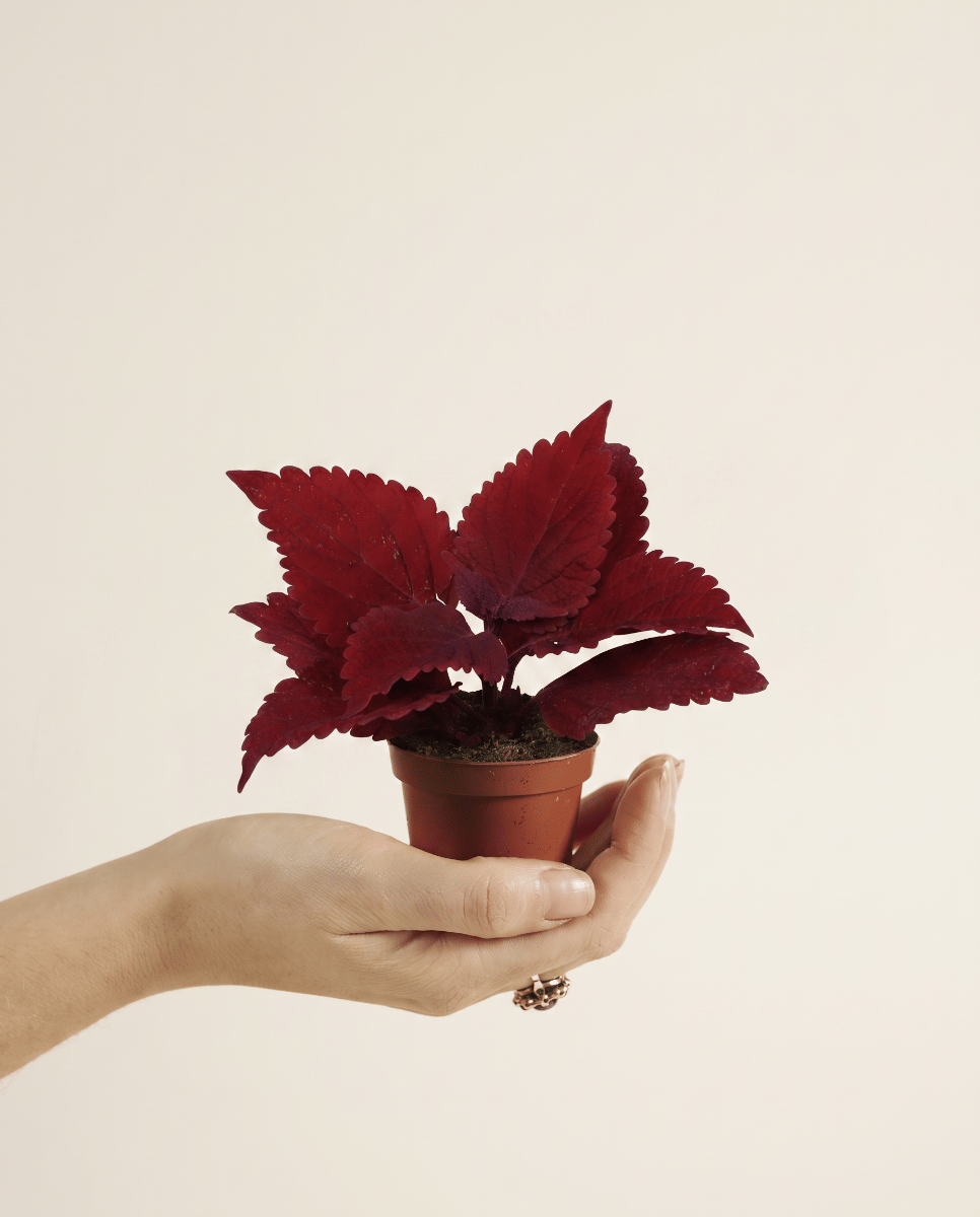 Baby Coleus Siernetel MS Second Street