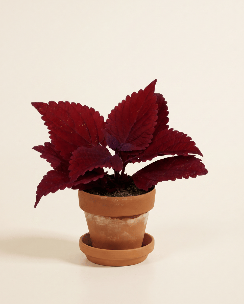 Baby Coleus Buntnessel MS Second Street